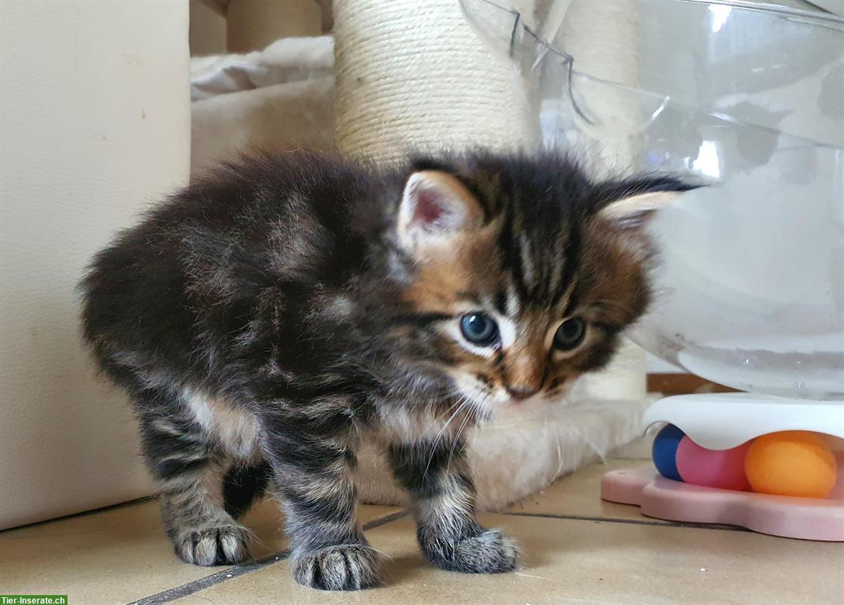 Bild 8: Maine Coon x Ragdoll Mix Kitten