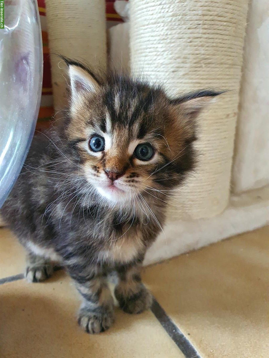 Bild 9: Maine Coon x Ragdoll Mix Kitten