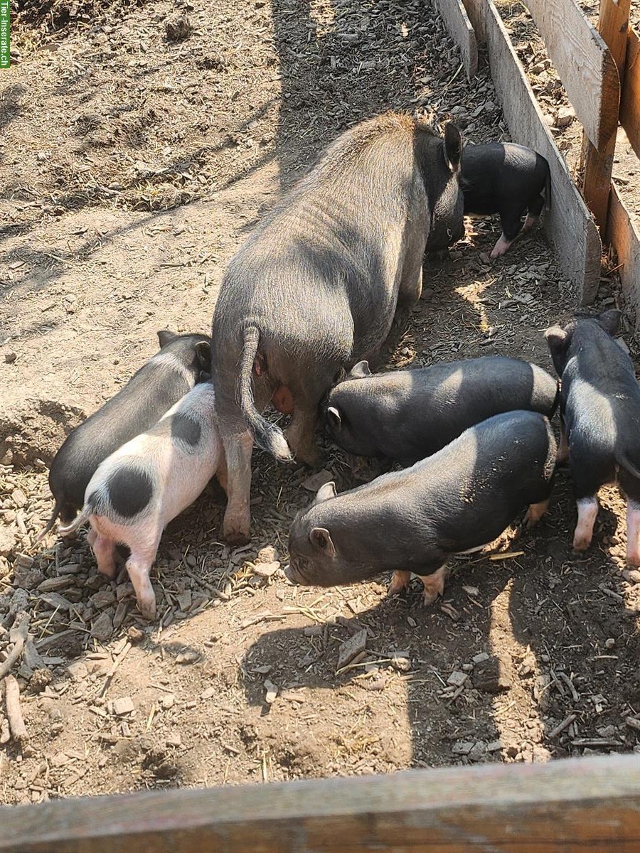 Junge Mini Pigs Schweine suchen ein Zuhause