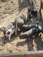 Junge Mini Pigs Schweine suchen ein Zuhause