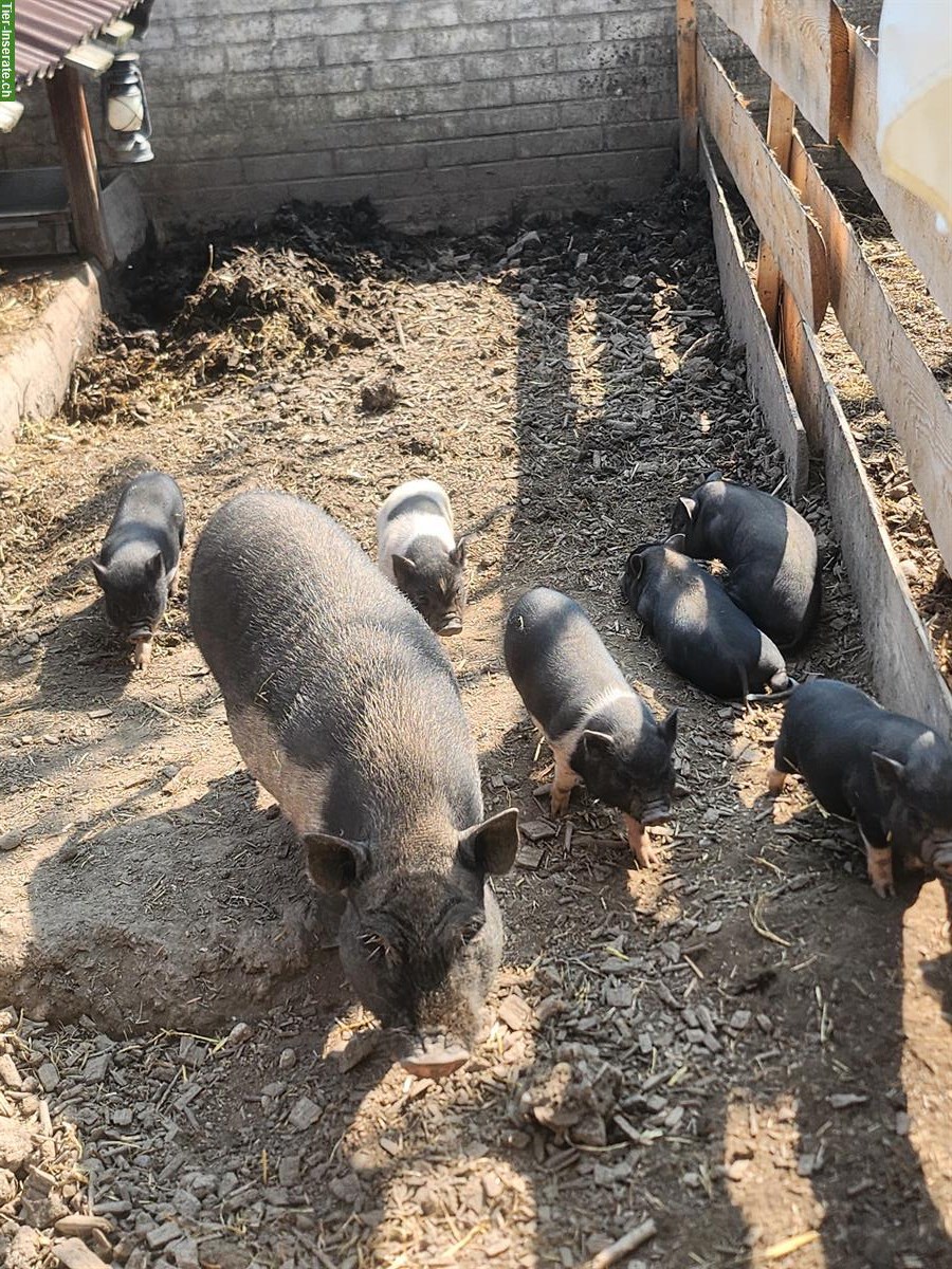 Bild 2: Junge Mini Pigs Schweine suchen ein Zuhause