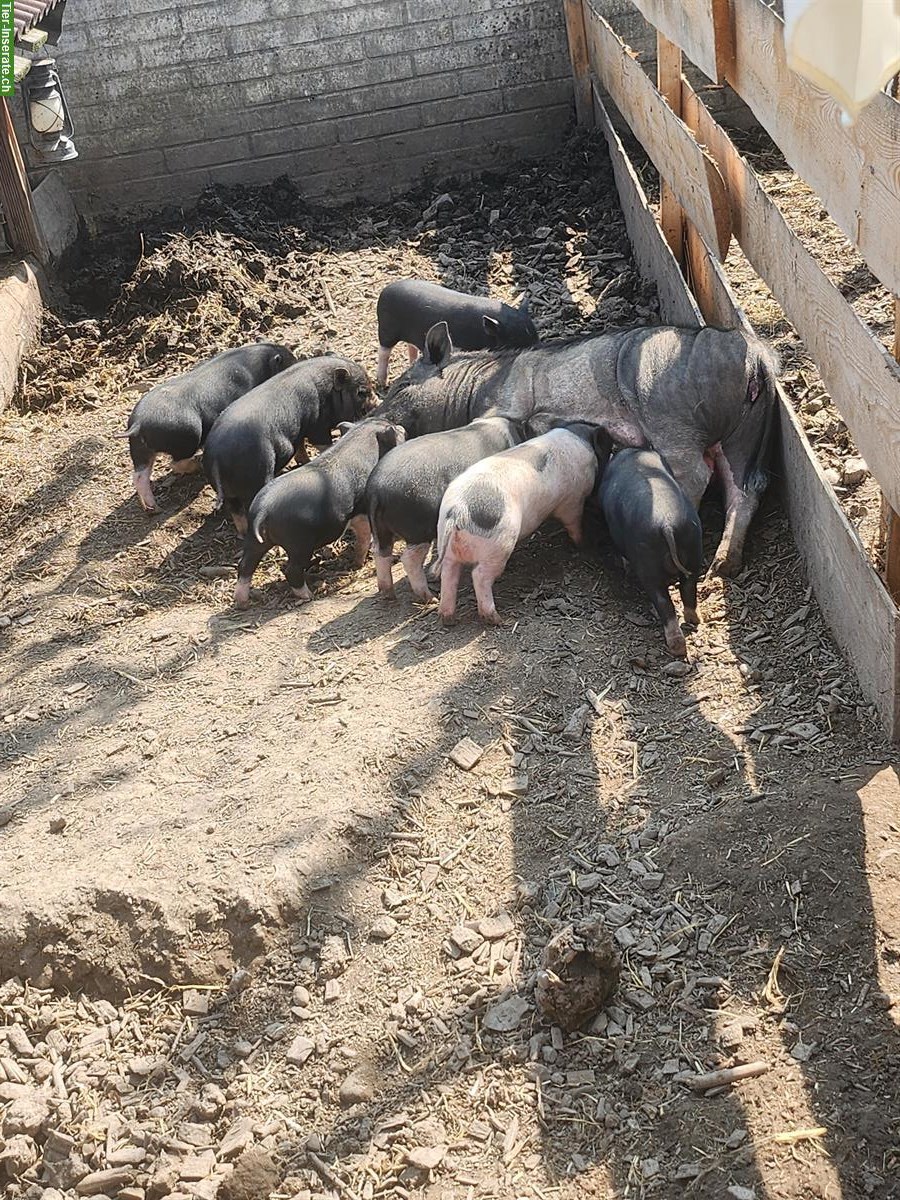 Bild 3: Junge Mini Pigs Schweine suchen ein Zuhause