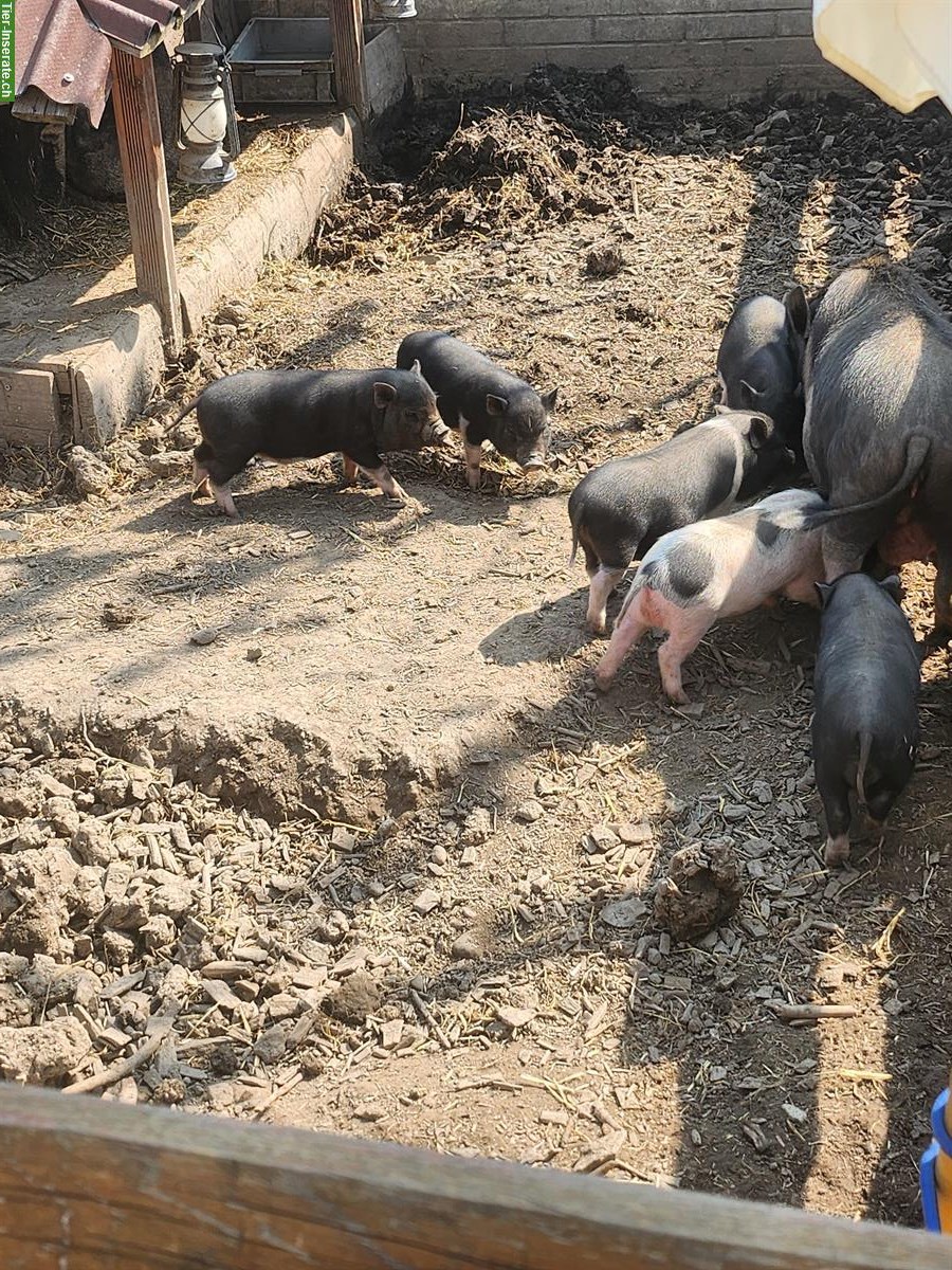 Bild 4: Junge Mini Pigs Schweine suchen ein Zuhause