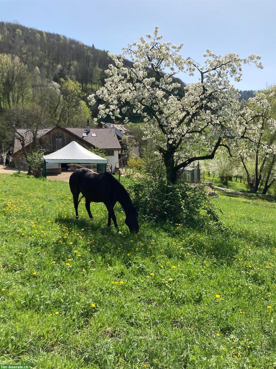 Bild 2: Bieten Platz für Wallach im Offenstall