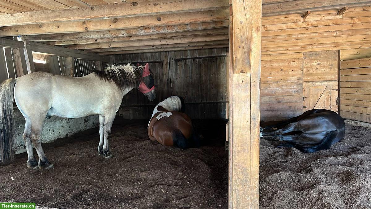 Bild 3: Offenstall- oder Pflegeplatz für Wallach, Oltingen BL