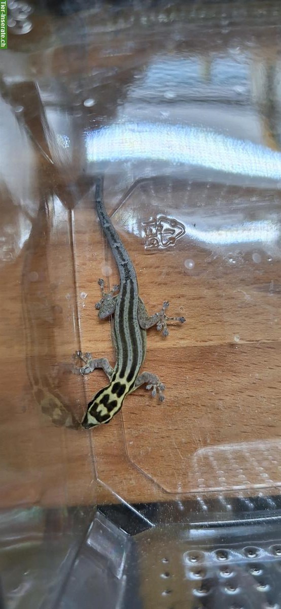 3.0.0 Lygodactylus kimhowelli - Streifenzwerggeckos