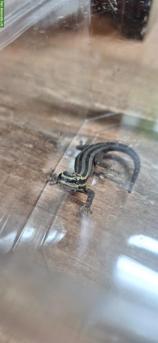 Bild 2: 3.0.0 Lygodactylus kimhowelli - Streifenzwerggeckos