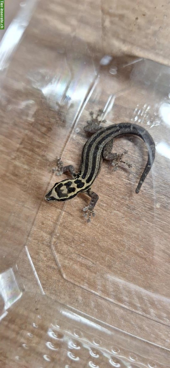 Bild 3: 3.0.0 Lygodactylus kimhowelli - Streifenzwerggeckos