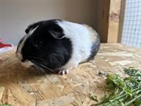 Meerschweinchen Bock, Männchen 2 Jahre alt