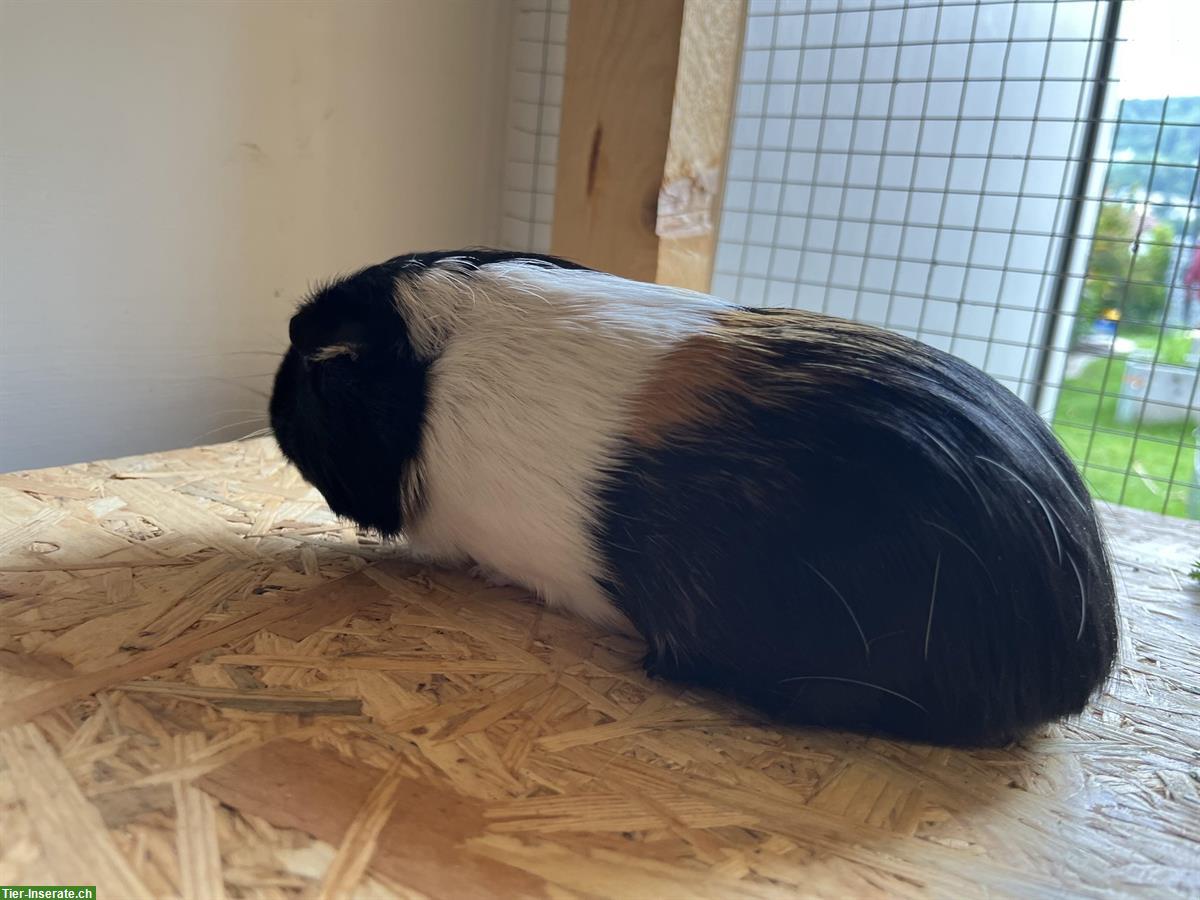 Bild 2: Meerschweinchen Bock, Männchen 2 Jahre alt