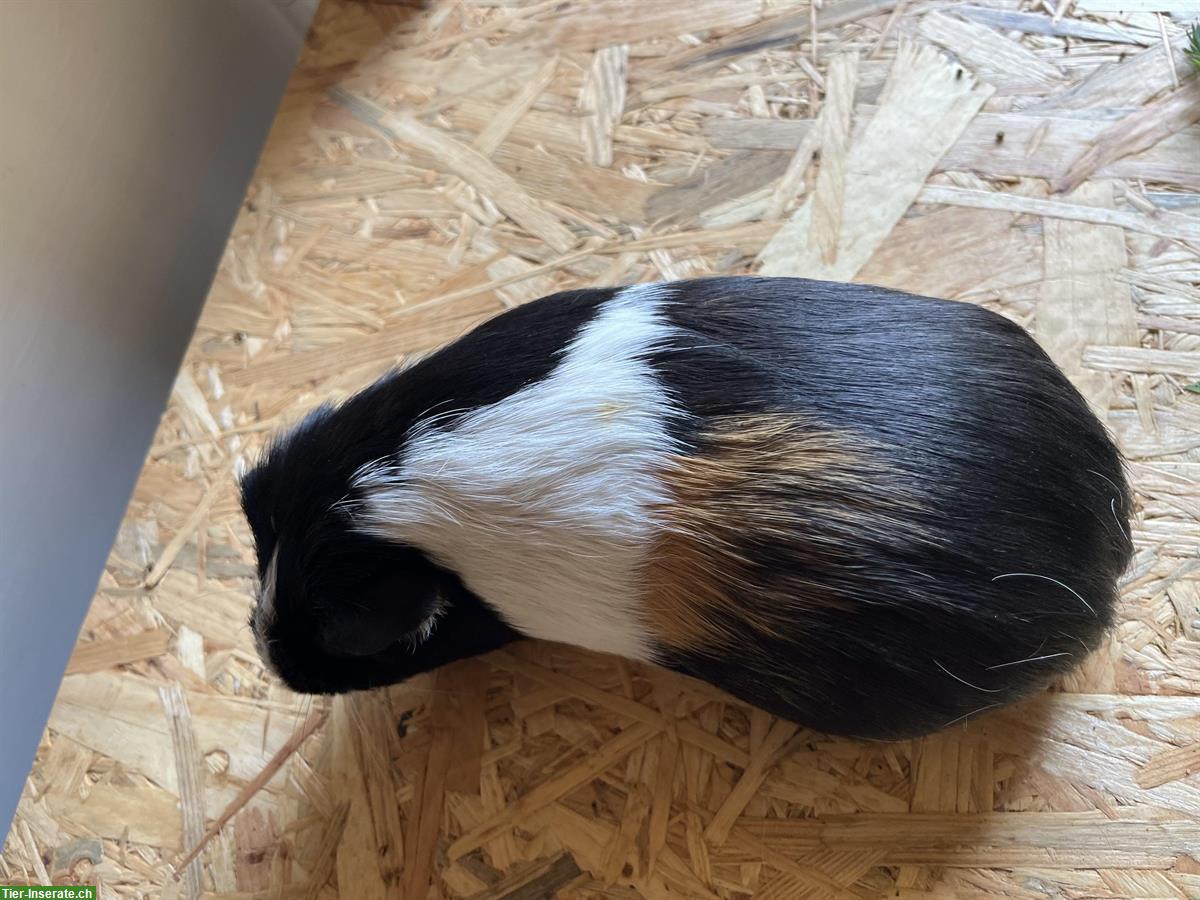 Bild 3: Meerschweinchen Bock, Männchen 2 Jahre alt