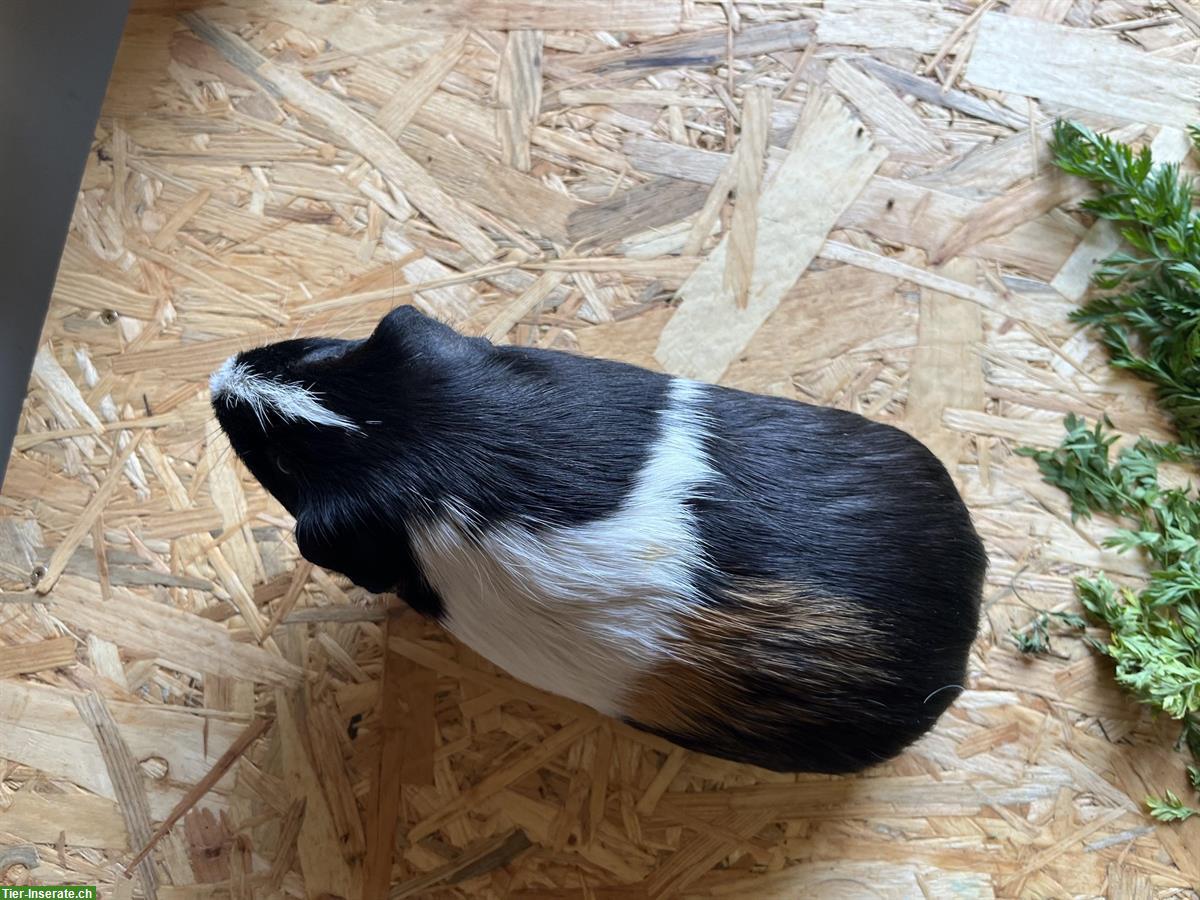 Bild 4: Meerschweinchen Bock, Männchen 2 Jahre alt