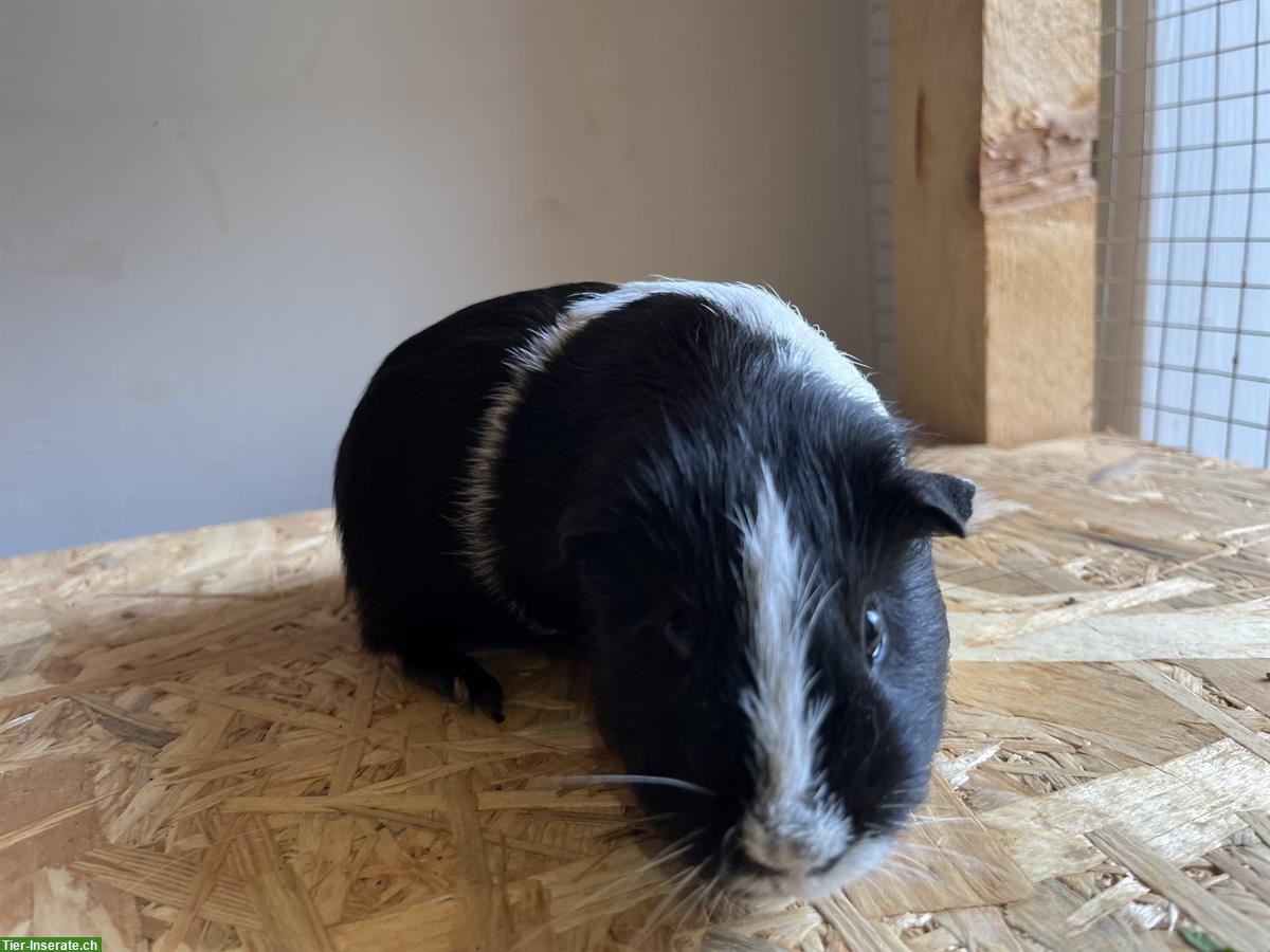 Bild 5: Meerschweinchen Bock, Männchen 2 Jahre alt