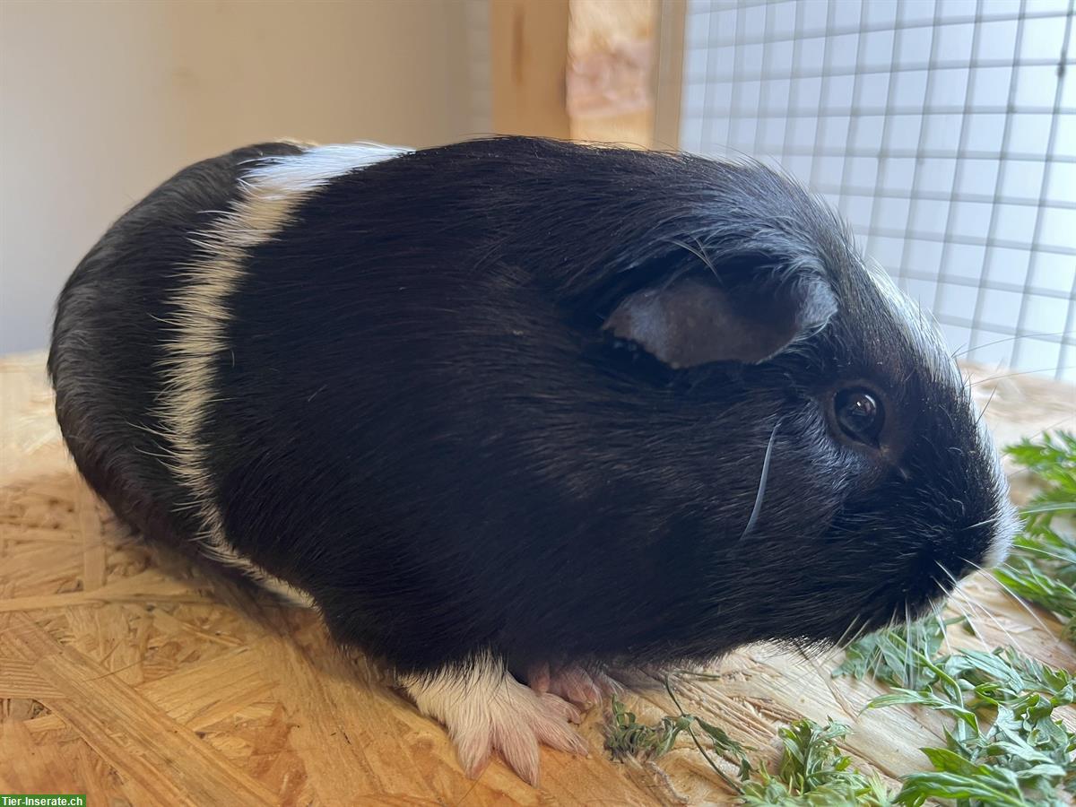 Bild 7: Meerschweinchen Bock, Männchen 2 Jahre alt