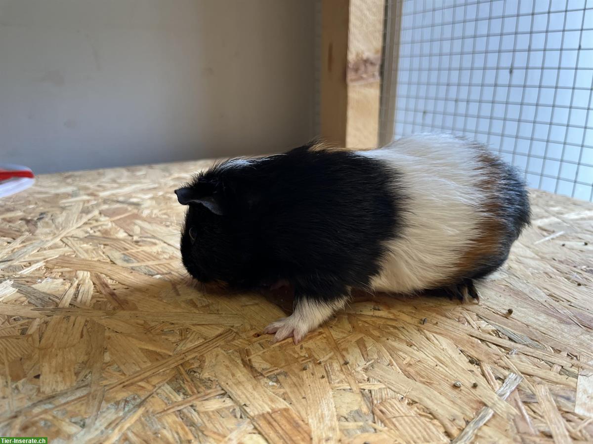 Meerschweinchen Bock, Männchen, 1-jährig abzugeben