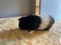 Meerschweinchen Bock, Männchen, 1-jährig abzugeben