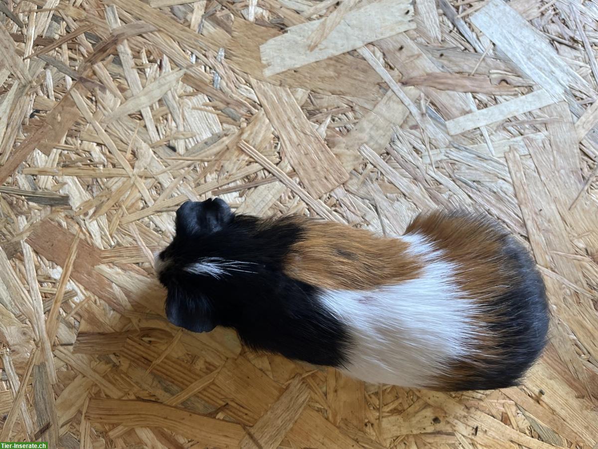 Bild 2: Meerschweinchen Bock, Männchen, 1-jährig abzugeben