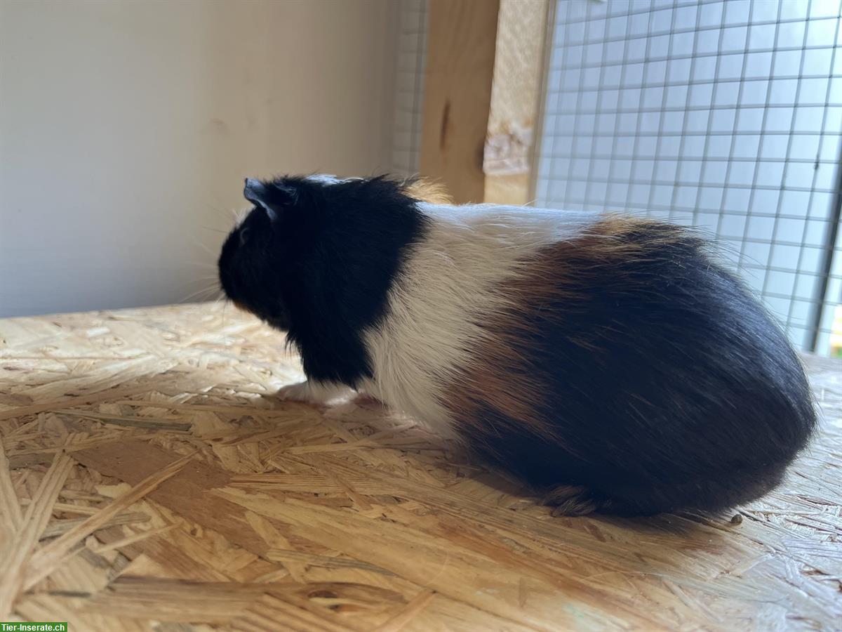 Bild 3: Meerschweinchen Bock, Männchen, 1-jährig abzugeben