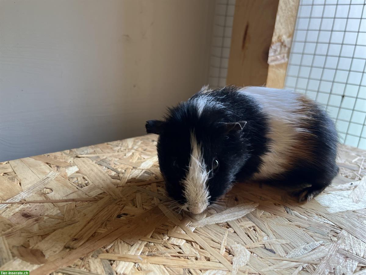 Bild 4: Meerschweinchen Bock, Männchen, 1-jährig abzugeben