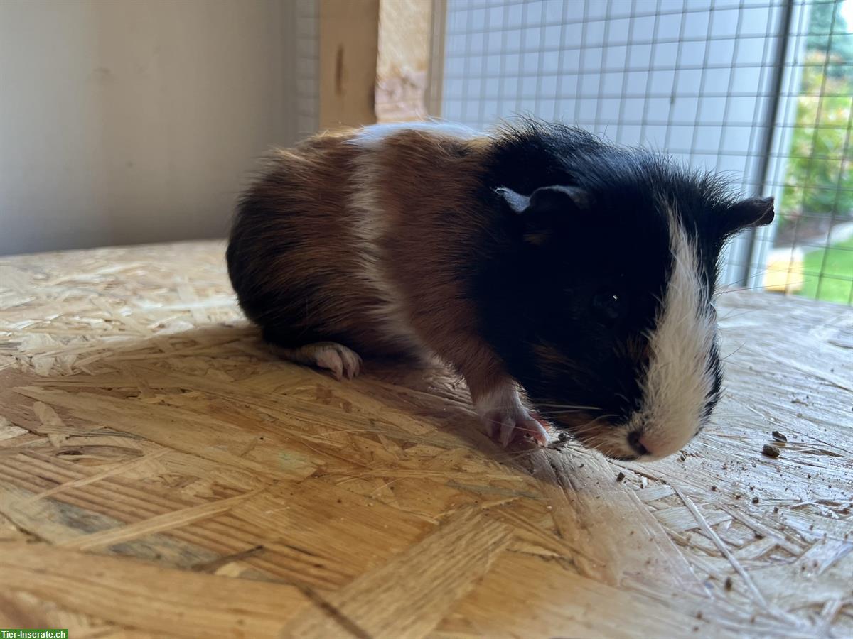 Bild 5: Meerschweinchen Bock, Männchen, 1-jährig abzugeben
