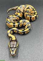 0.1 Orange Dream, Het Desert Ghost, 66% pos. Het Pied Cryptic 2025