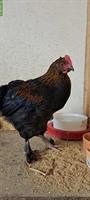 Junger Marans Güggel zu verschenken, 14 Wochen alt
