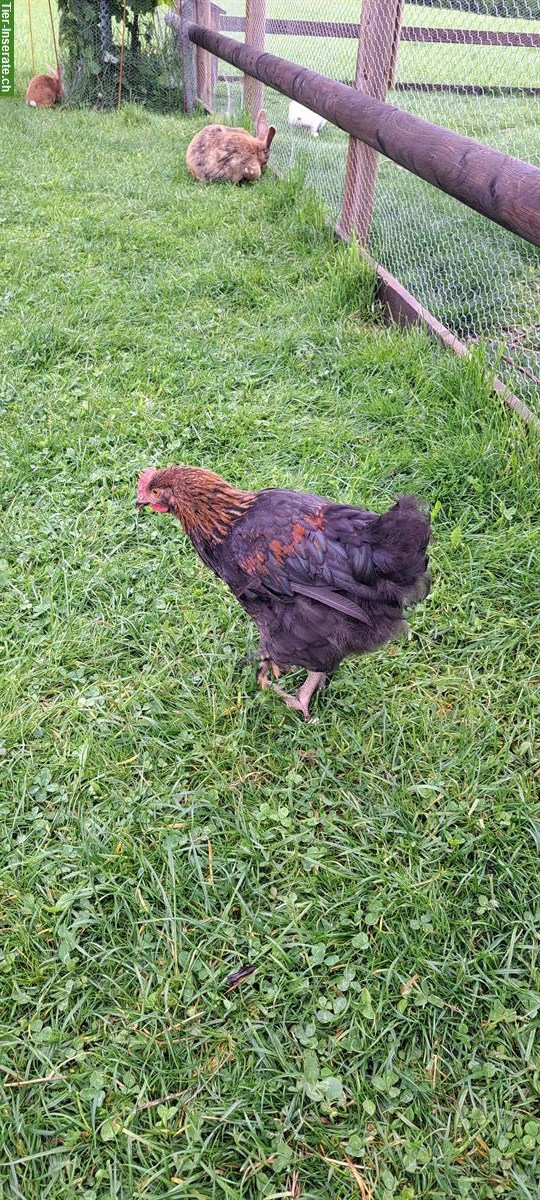 Bild 2: Junger Marans Güggel zu verschenken, 14 Wochen alt
