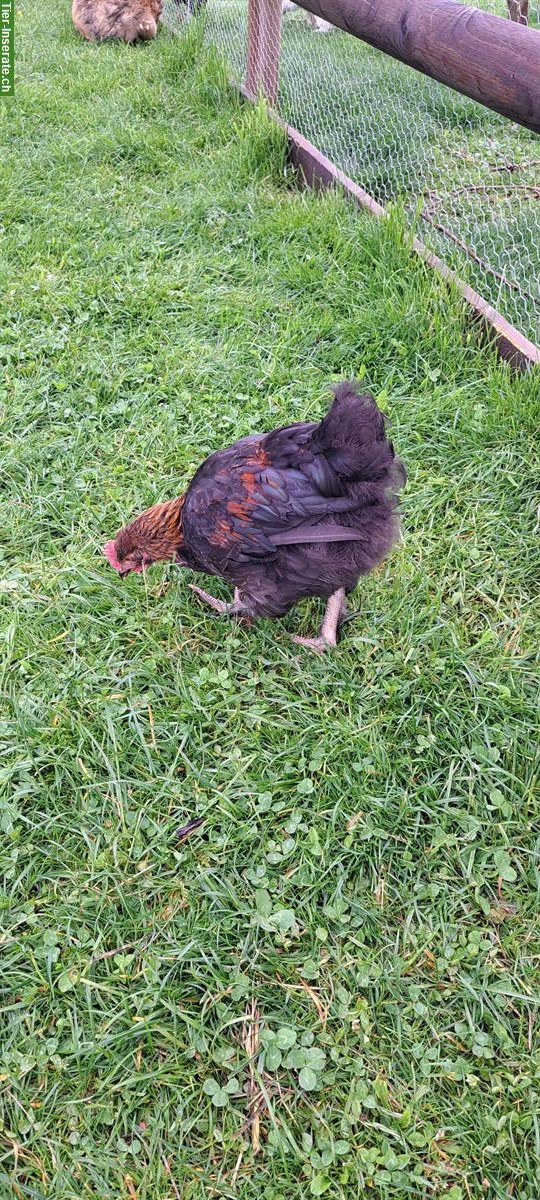 Bild 3: Junger Marans Güggel zu verschenken, 14 Wochen alt
