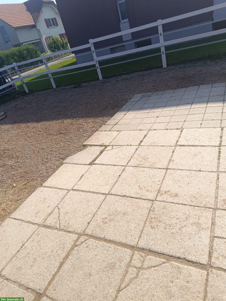 Bild 2: Auslaufbox zu vermieten in Holziken AG