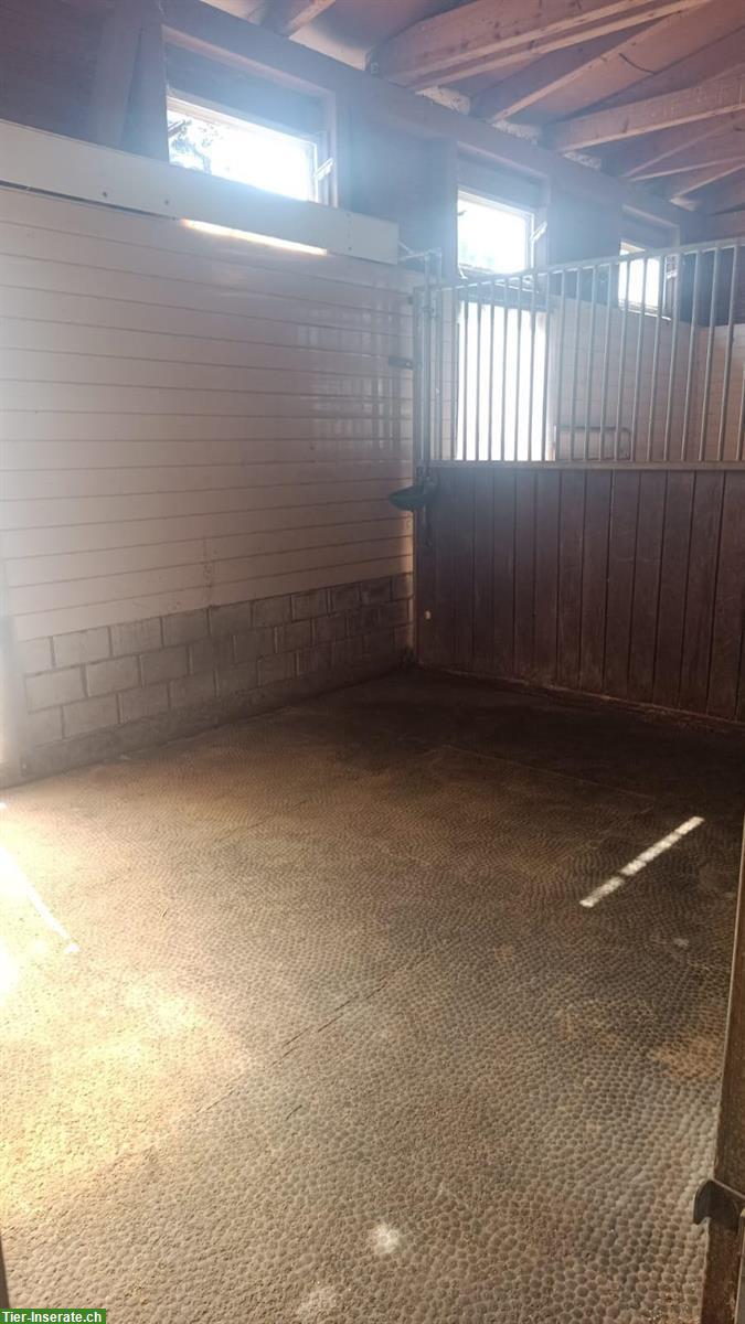 Bild 3: Auslaufbox zu vermieten in Holziken AG