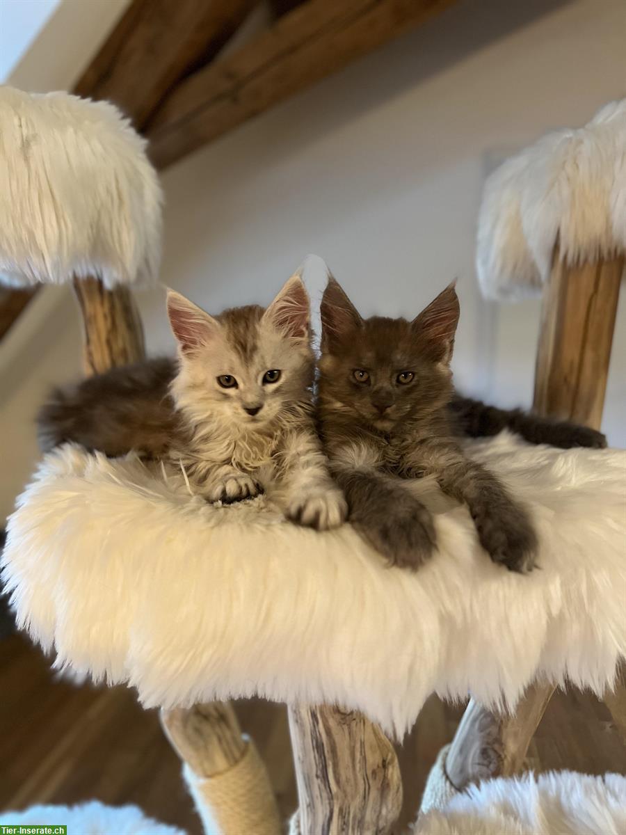 Sehr verspielte Maine Coon Kitten, reinrassig aus Hobbyzucht