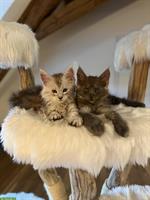 Sehr verspielte Maine Coon Kitten, reinrassig aus Hobbyzucht