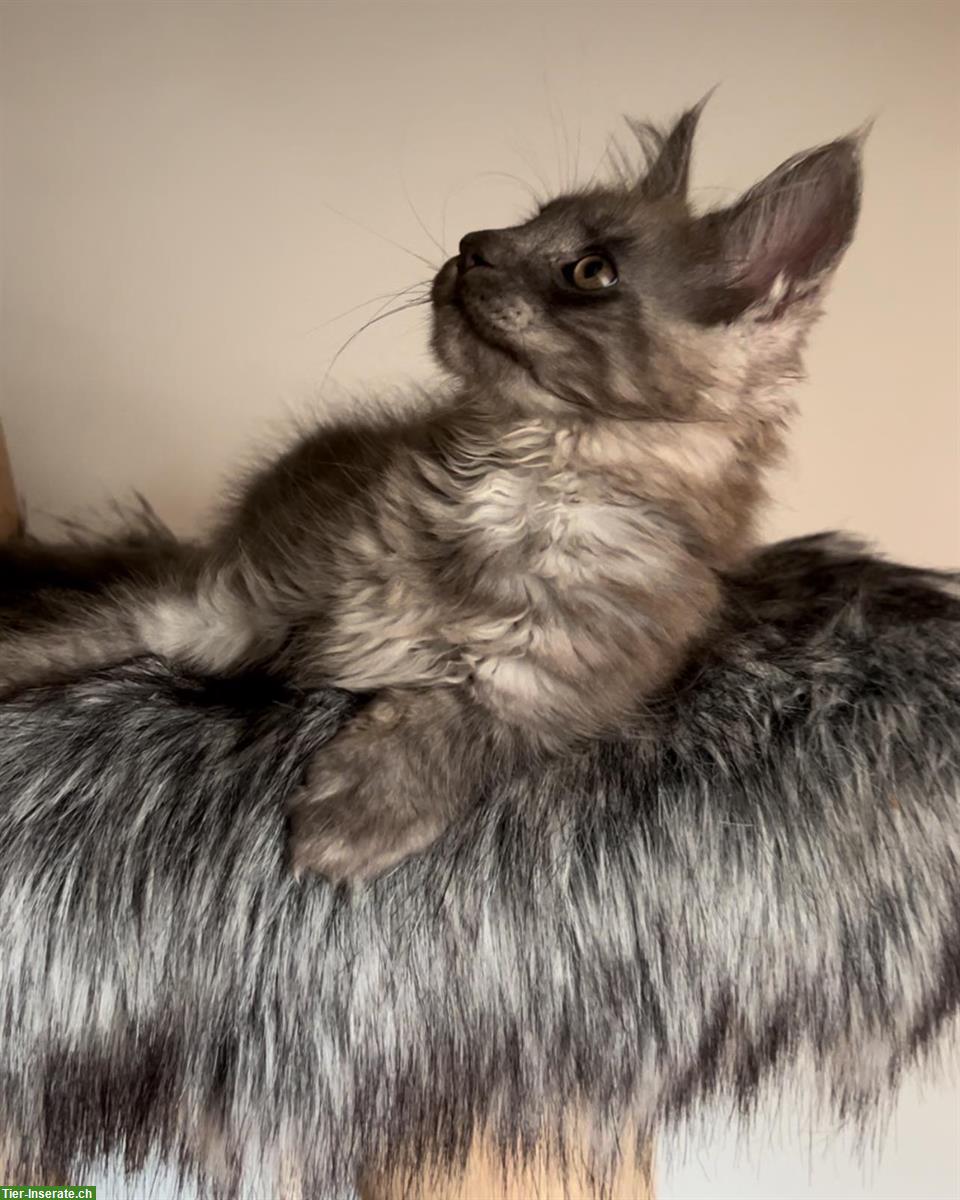 Bild 10: Sehr verspielte Maine Coon Kitten, reinrassig aus Hobbyzucht