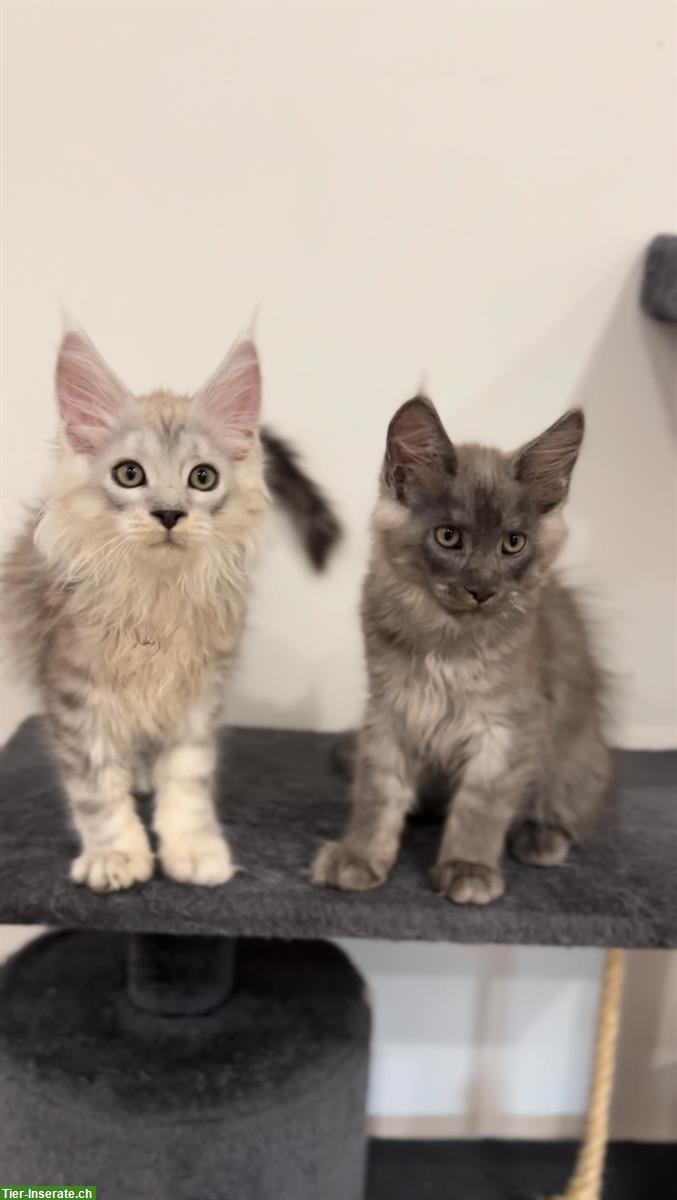 Bild 2: Sehr verspielte Maine Coon Kitten, reinrassig aus Hobbyzucht