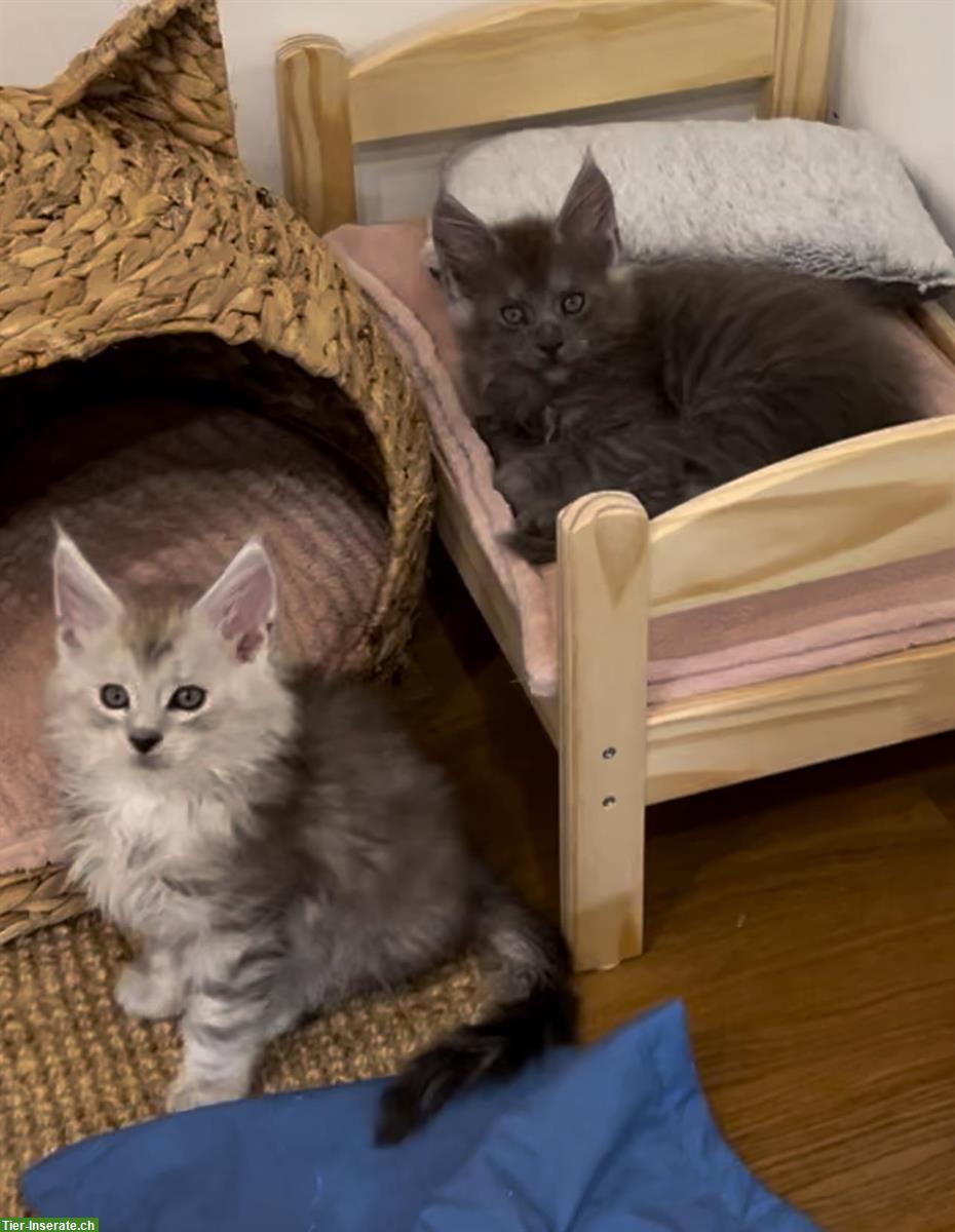 Bild 3: Sehr verspielte Maine Coon Kitten, reinrassig aus Hobbyzucht