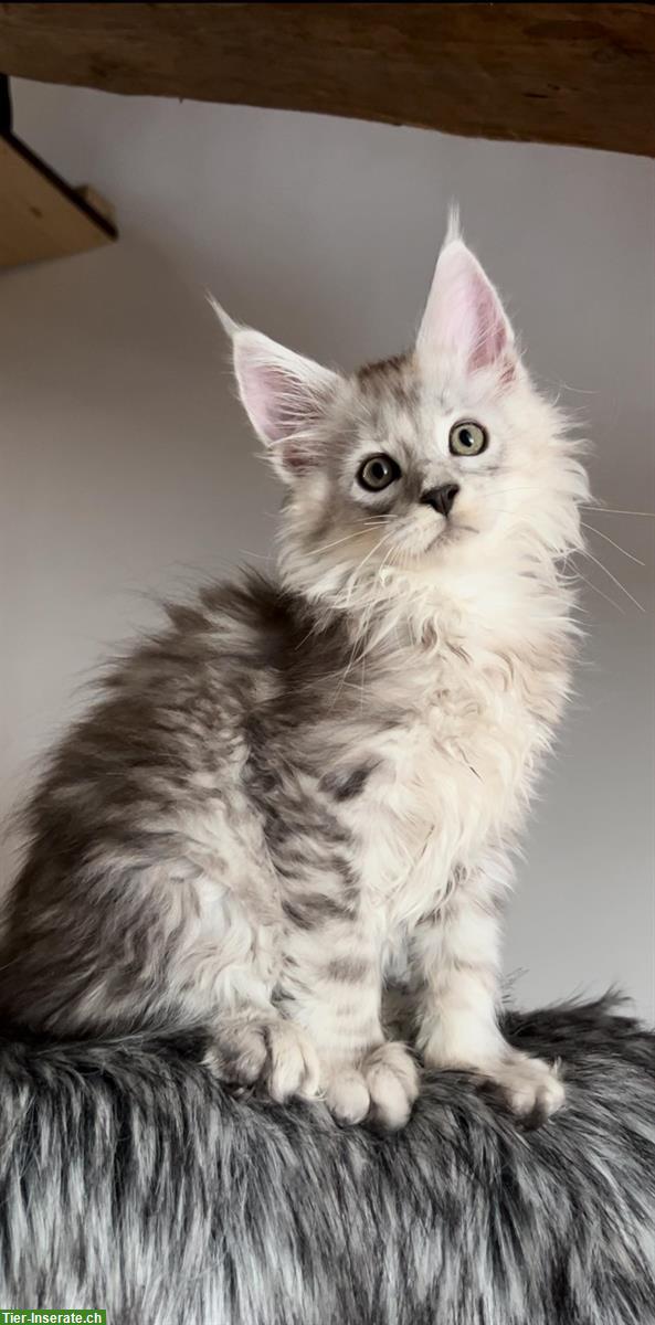 Bild 4: Sehr verspielte Maine Coon Kitten, reinrassig aus Hobbyzucht