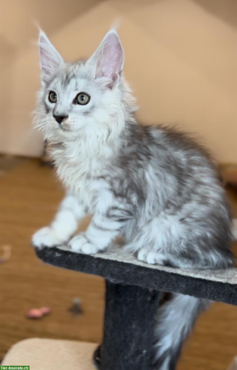 Bild 5: Sehr verspielte Maine Coon Kitten, reinrassig aus Hobbyzucht