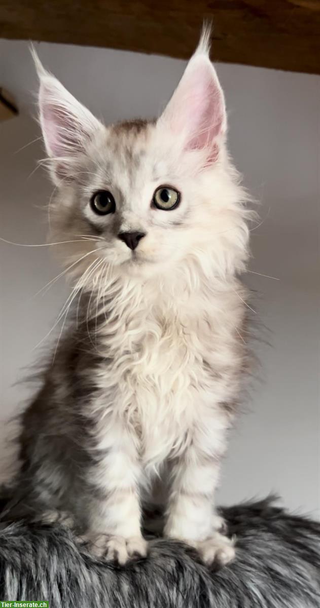 Bild 6: Sehr verspielte Maine Coon Kitten, reinrassig aus Hobbyzucht