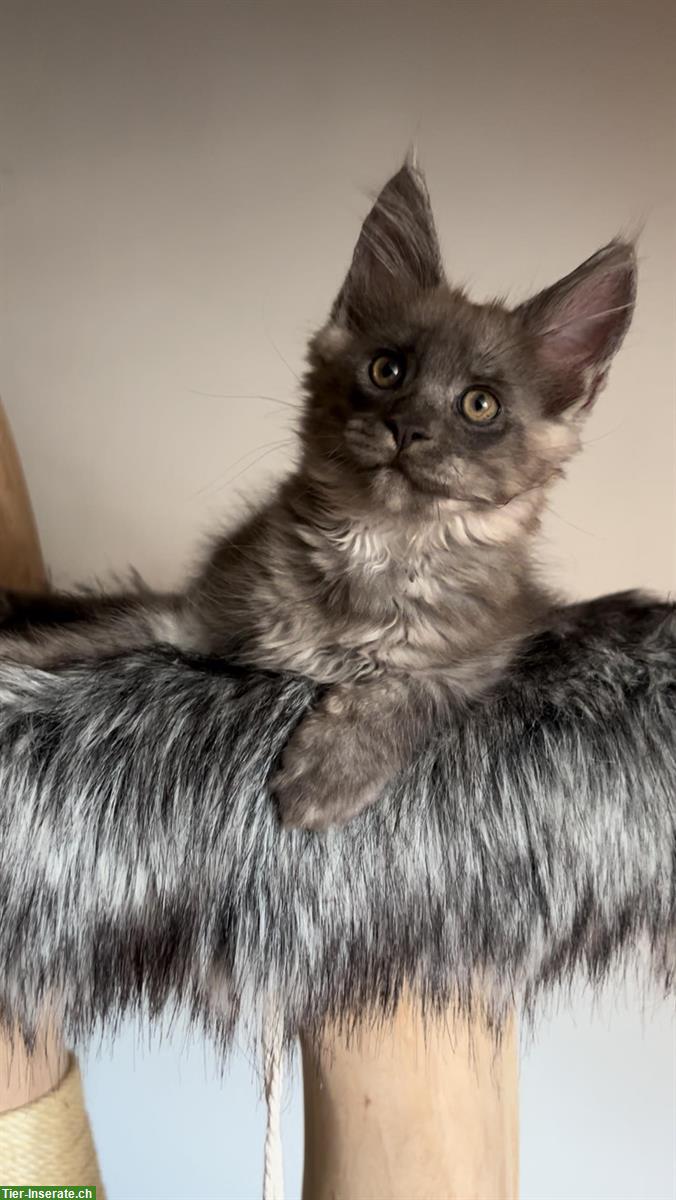 Bild 7: Sehr verspielte Maine Coon Kitten, reinrassig aus Hobbyzucht