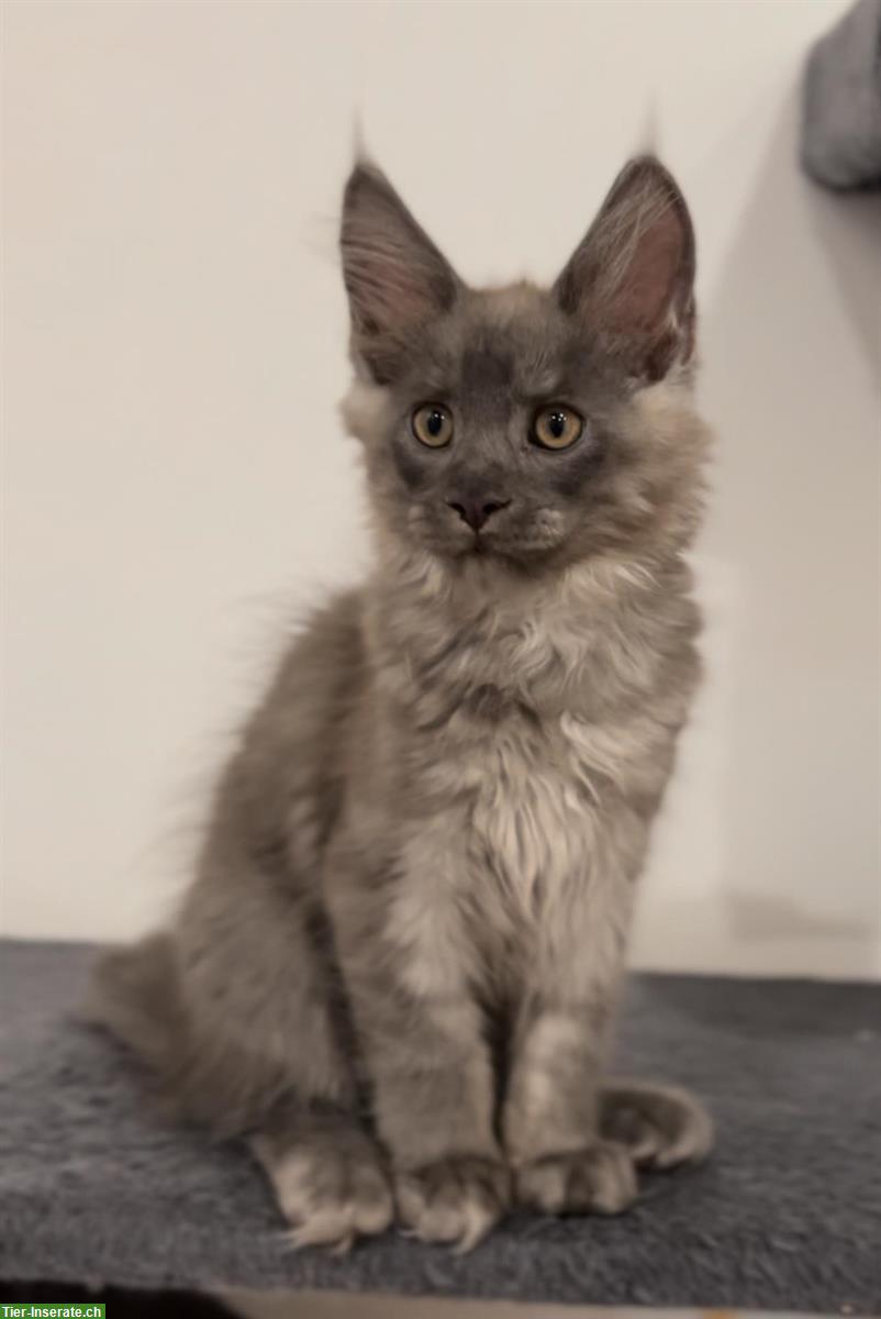 Bild 8: Sehr verspielte Maine Coon Kitten, reinrassig aus Hobbyzucht