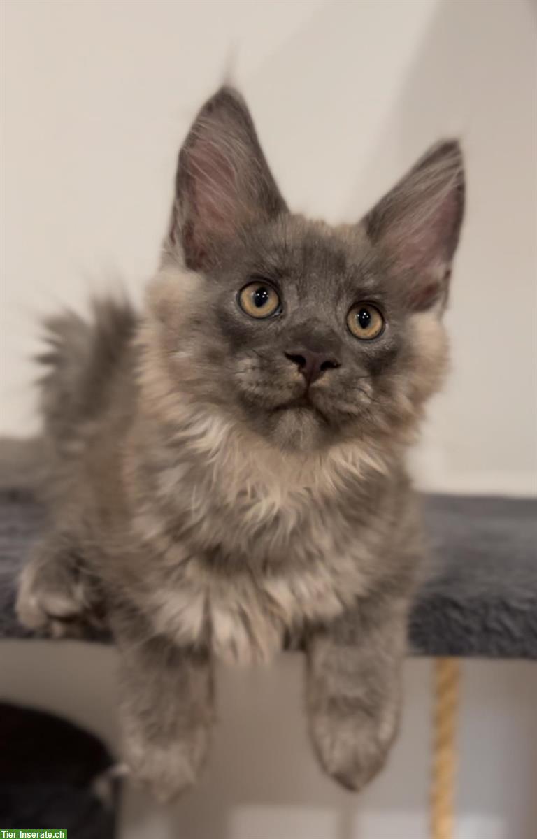 Bild 9: Sehr verspielte Maine Coon Kitten, reinrassig aus Hobbyzucht