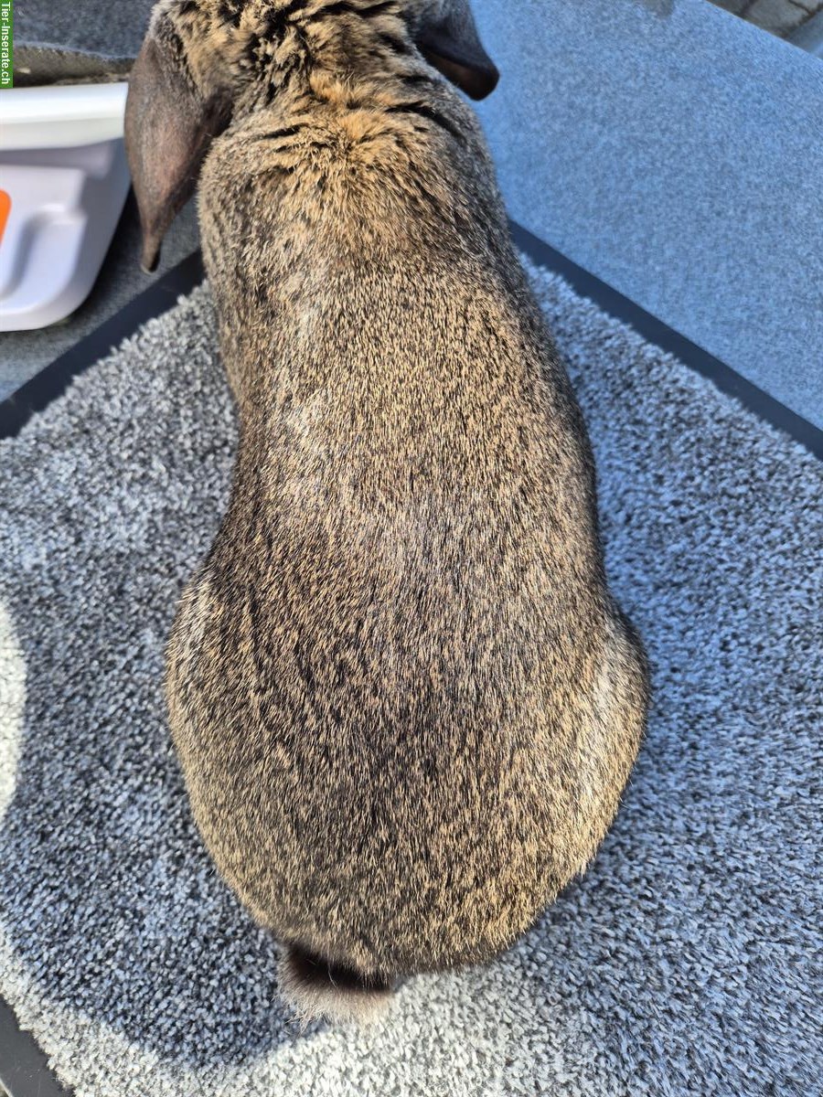 Bild 2: Französischer Widder Kaninchen zu verkaufen