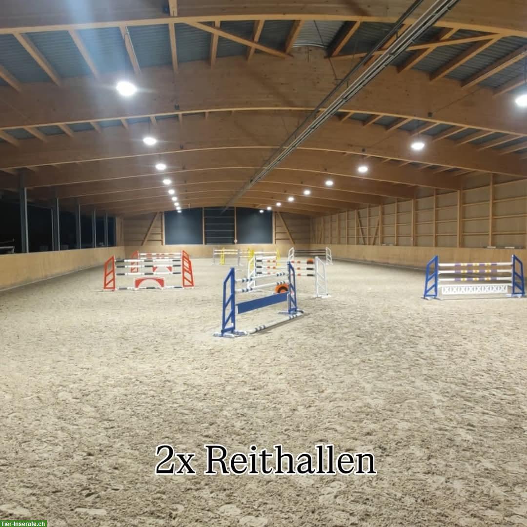 Bild 4: Luxus Pferdeboxen zu vermieten, Dielsdorf im ZH-Unterland