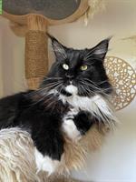 Maine Coon Deckkater mit Stammbaum