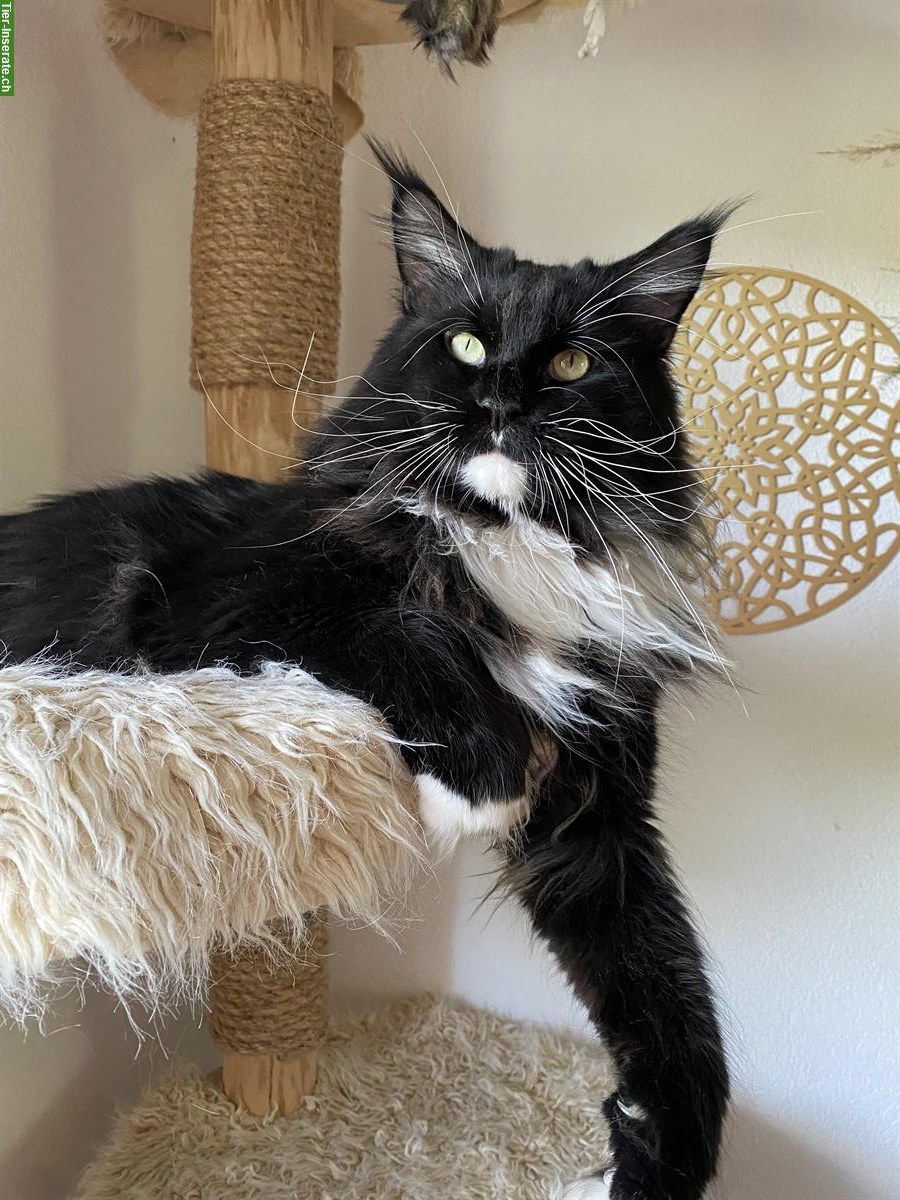 Bild 2: Maine Coon Deckkater mit Stammbaum