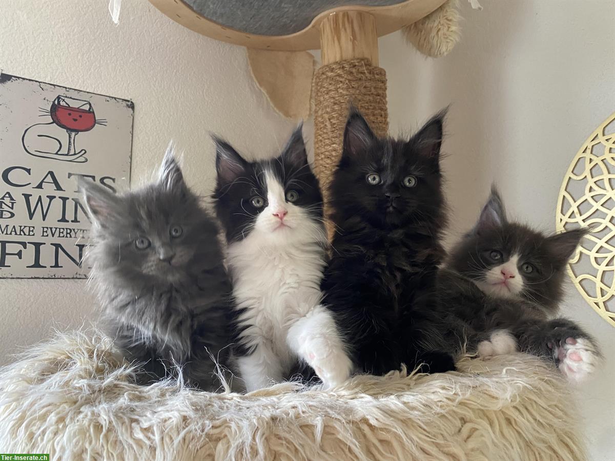 Bild 3: Maine Coon Deckkater mit Stammbaum