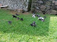 Border Collie x Bergamasker mix Welpen
