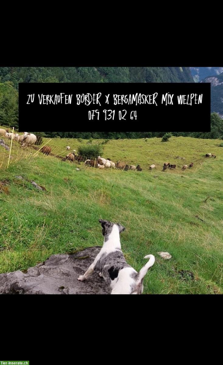 Bild 2: Border Collie x Bergamasker mix Welpen