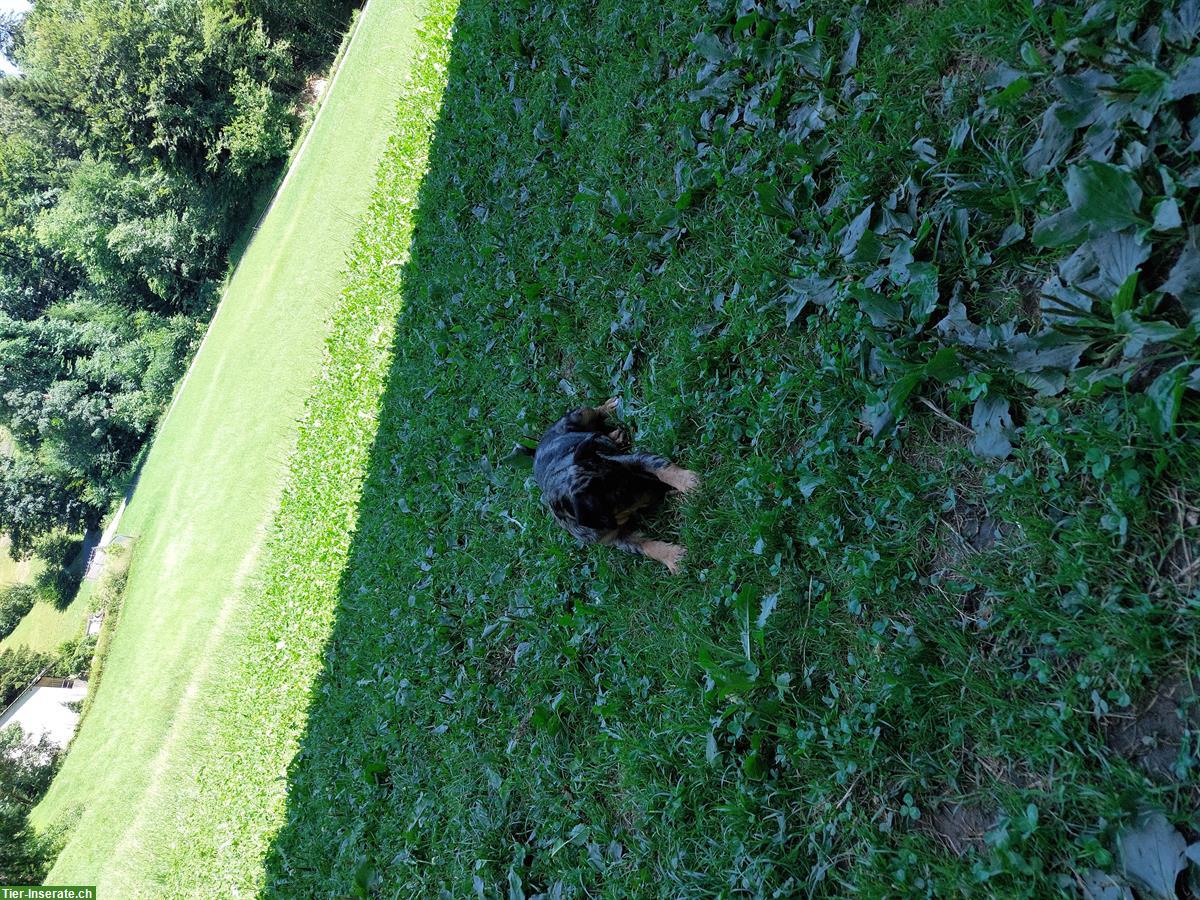 Bild 3: Border Collie x Bergamasker mix Welpen
