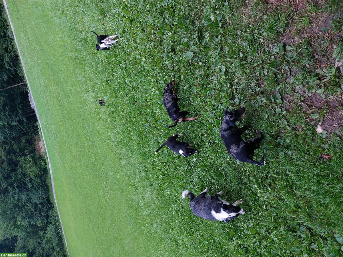 Bild 4: Border Collie x Bergamasker mix Welpen